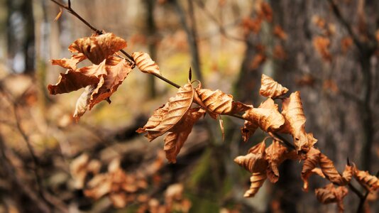 Tree nature golden autumn