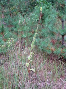 Verbascum thapsus9200