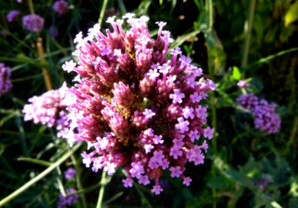 Verbena bonariensis 1