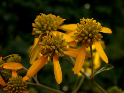Verbesina alternifolia, 2015-09-04, Mount Lebanon, 01