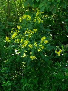 Verbesina alternifolia, 2020-09-09, Kane Woods Nature Area, 01