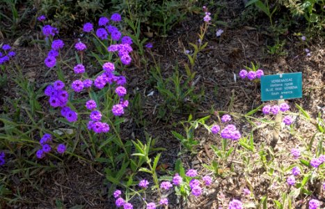 Verbena rigida - Mildred E. Mathias Botanical Garden - University of California, Los Angeles - DSC03019