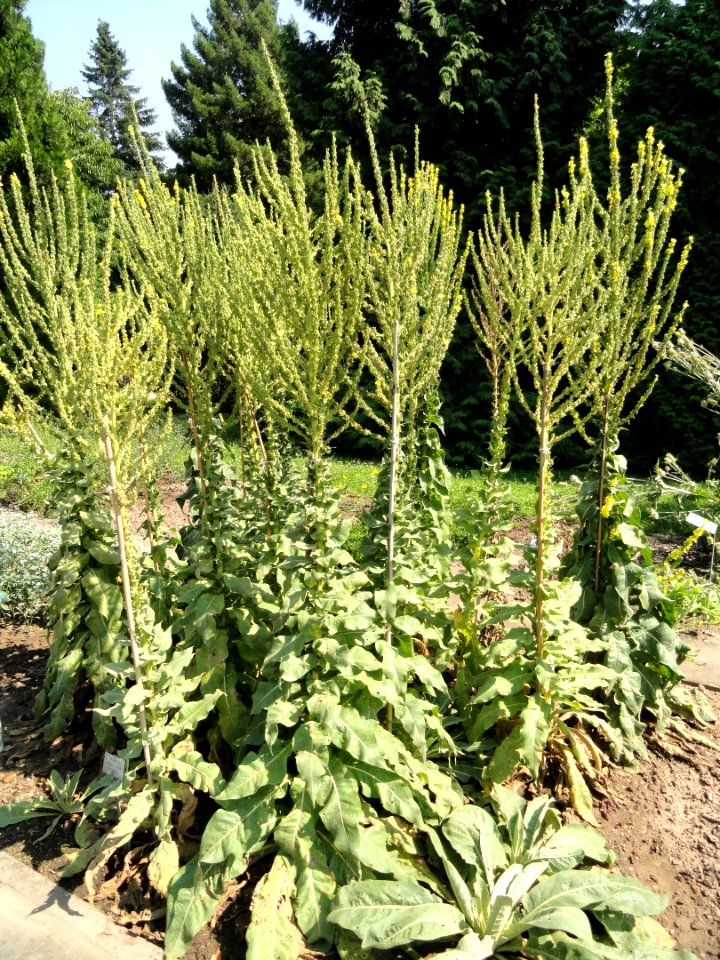 Verbascum speciosum - Botanischer Garten, Frankfurt am Main - DSC03215