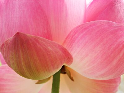 Nature pink dark pink