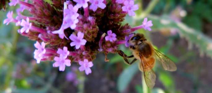 Verbena bonariensis and a bee