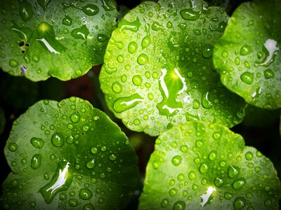 Drop background natural