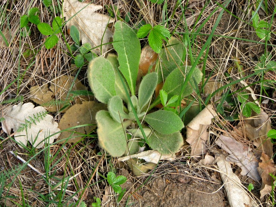 Verbascum thapsus 5799