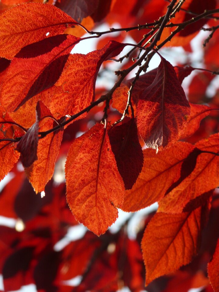 Autumn red the maturity of the