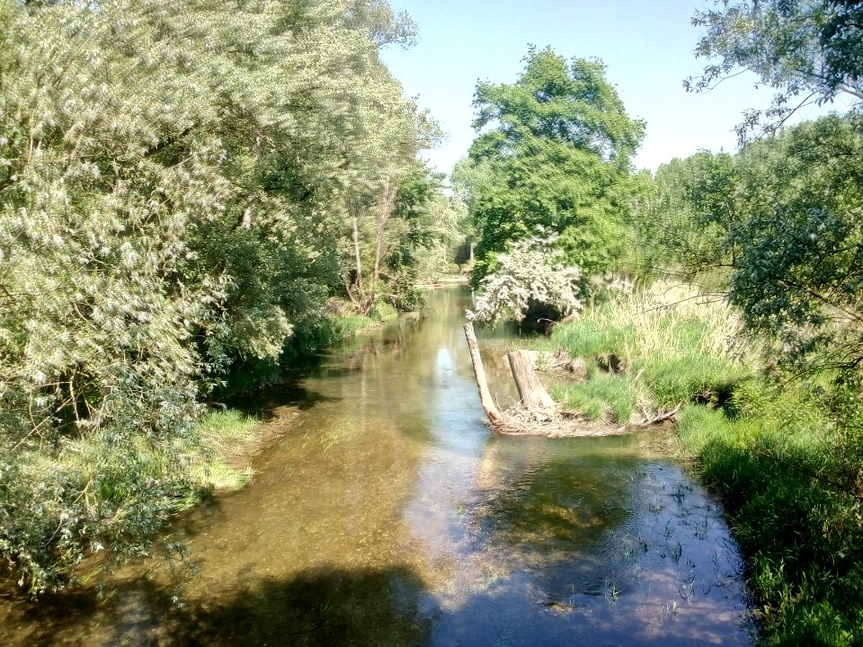 Verbindungsgewässer zwischen Illinger und Auer Altrhein am Fahrkopf, Au am RHein