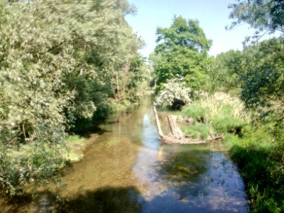 Verbindungsgewässer zwischen Illinger und Auer Altrhein am Fahrkopf, Au am RHein