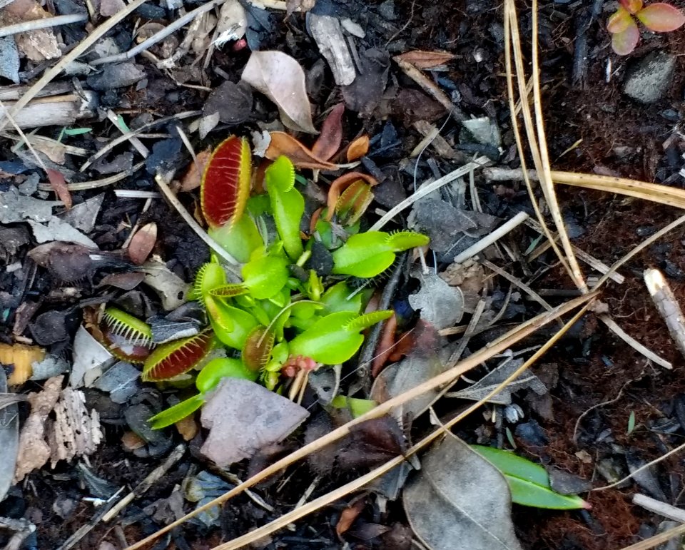 Venus flytrap on the Flytrap Trail