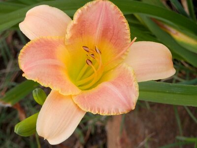 Pretty peach lily