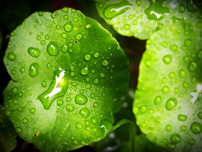 Drop background natural