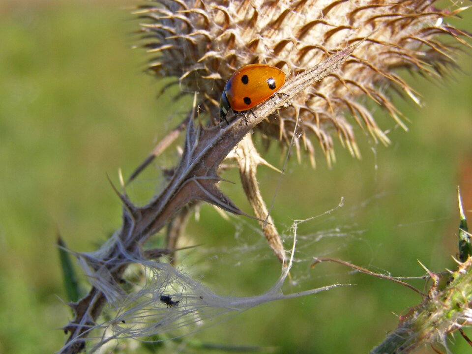 Macro septempunctata thistle flower