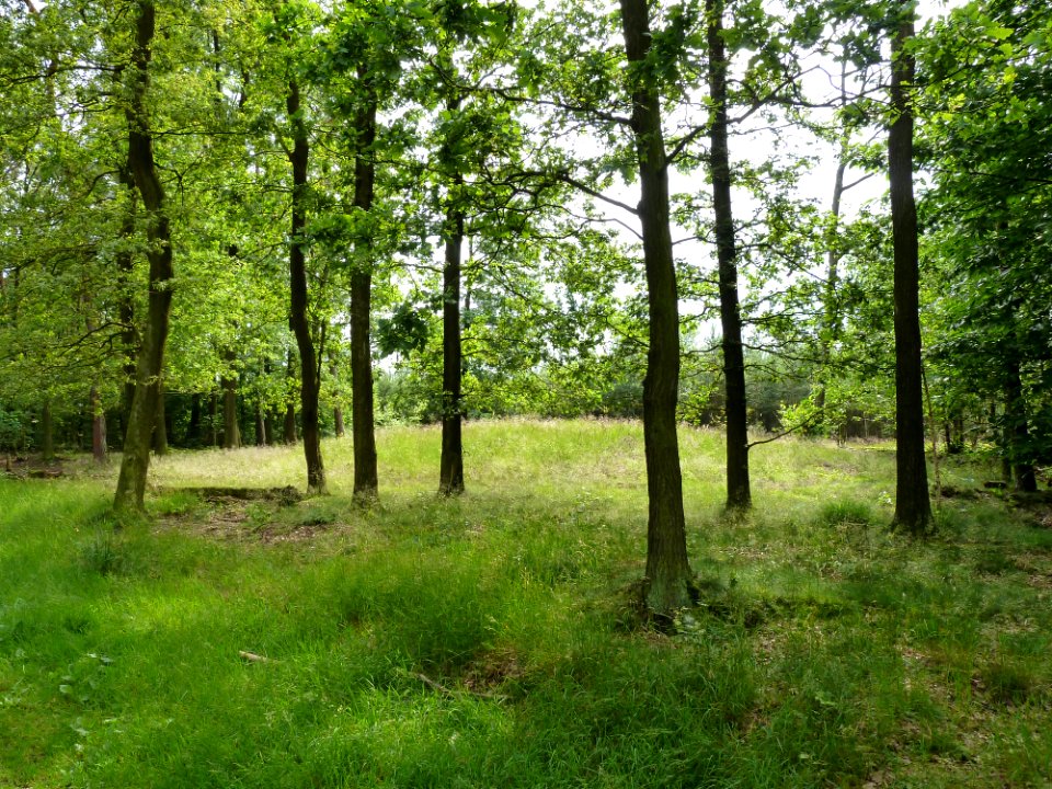 Venlo-Grafheuvels Jammerdaalse Heide-heuvel f (1)