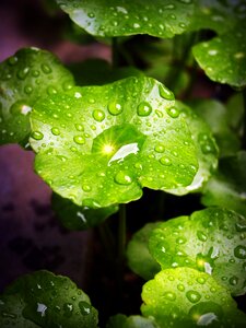 Drop background natural