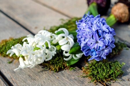 Bloom white violet