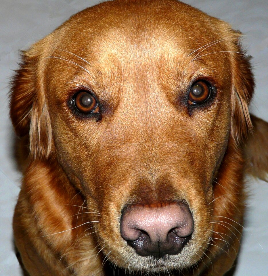 Head animal portrait pet