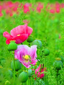 Poppy flower opium poppy pink