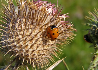 Macro septempunctata thistle flower