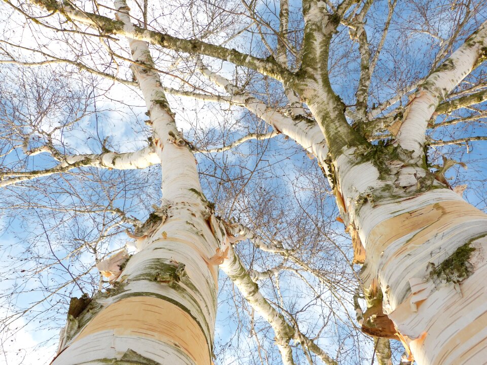 White tree bark skyward