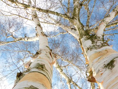White tree bark skyward