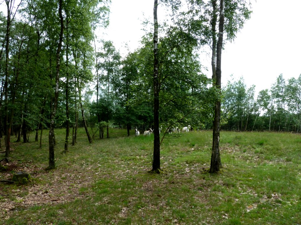 Venlo-Grafheuvels Jammerdaalse Heide-heuvel c+d