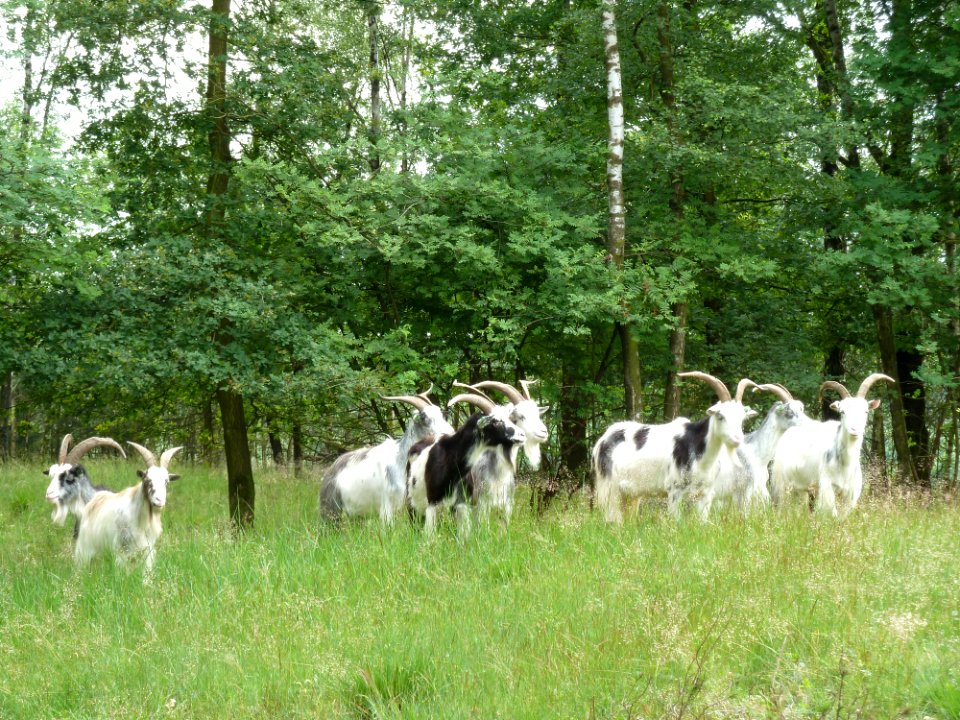 Venlo-Grafheuvels Jammerdaalse Heide (2)