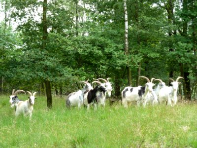 Venlo-Grafheuvels Jammerdaalse Heide (2)