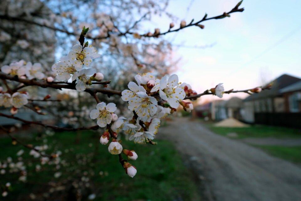 At home spring cherry blossoms