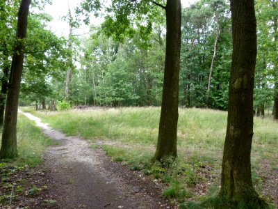 Venlo-Grafheuvels Jammerdaalse Heide-heuvel f (2)