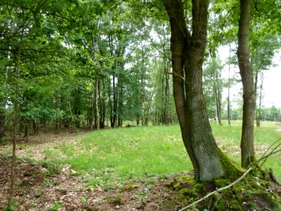 Venlo-Grafheuvels Jammerdaalse Heide-heuvel b+c+d (1)