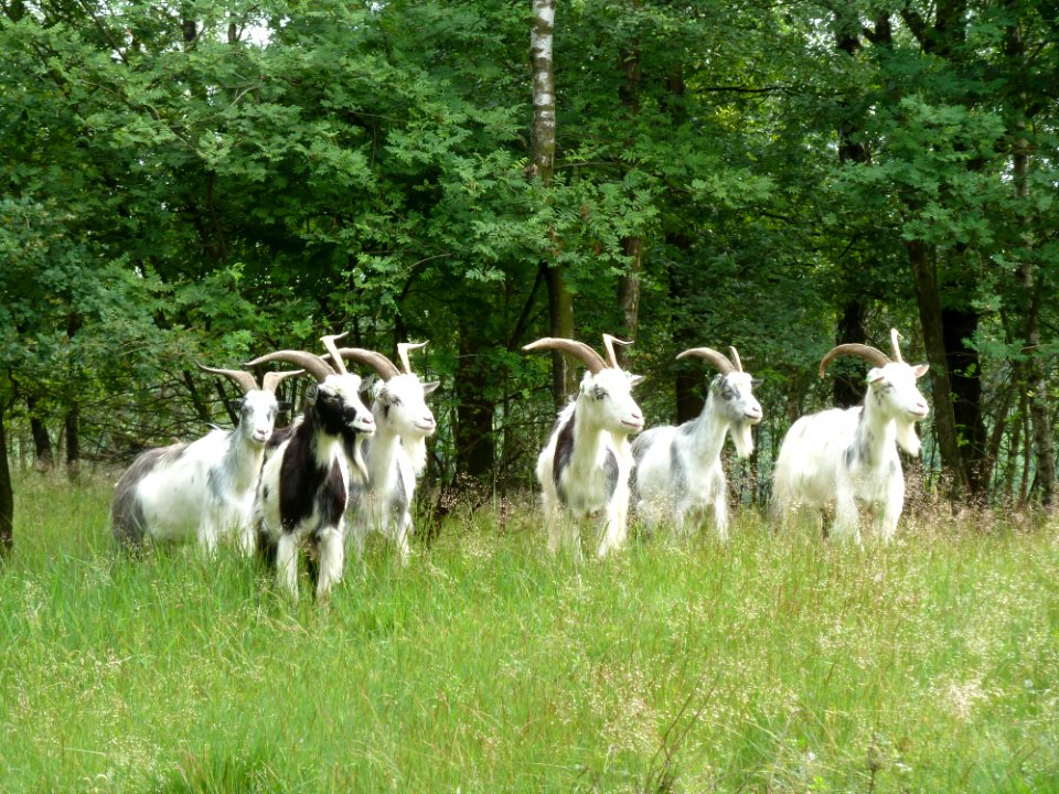 Venlo-Grafheuvels Jammerdaalse Heide (3)