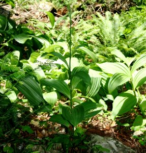 Veratrum stamineum var. micranthum in Imo Wetland 2011-05-14
