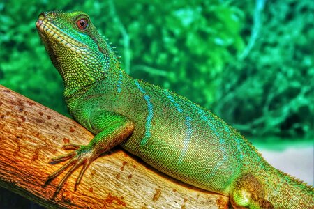 Asian green reptile photo