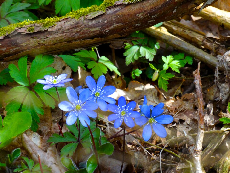 Halland sweden spring flower