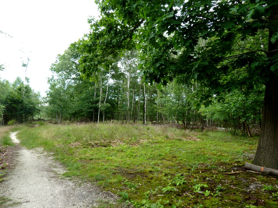 Venlo-Grafheuvels Jammerdaalse Heide-heuvel e