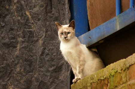 Portrait animal finlandia