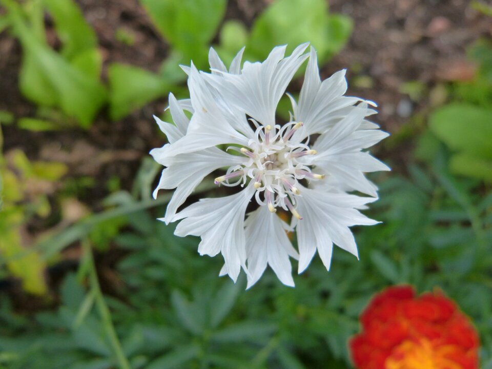 Blossom bloom white