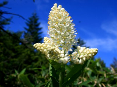 Veratrum stamineum in Mount Kohide 2010-07-01