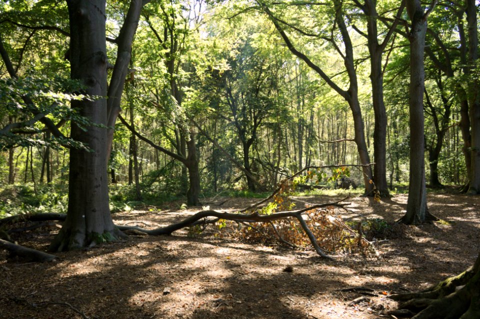 Venner Moor autumn (14)