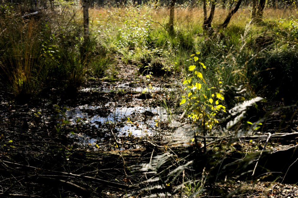 Venner Moor autumn (04)