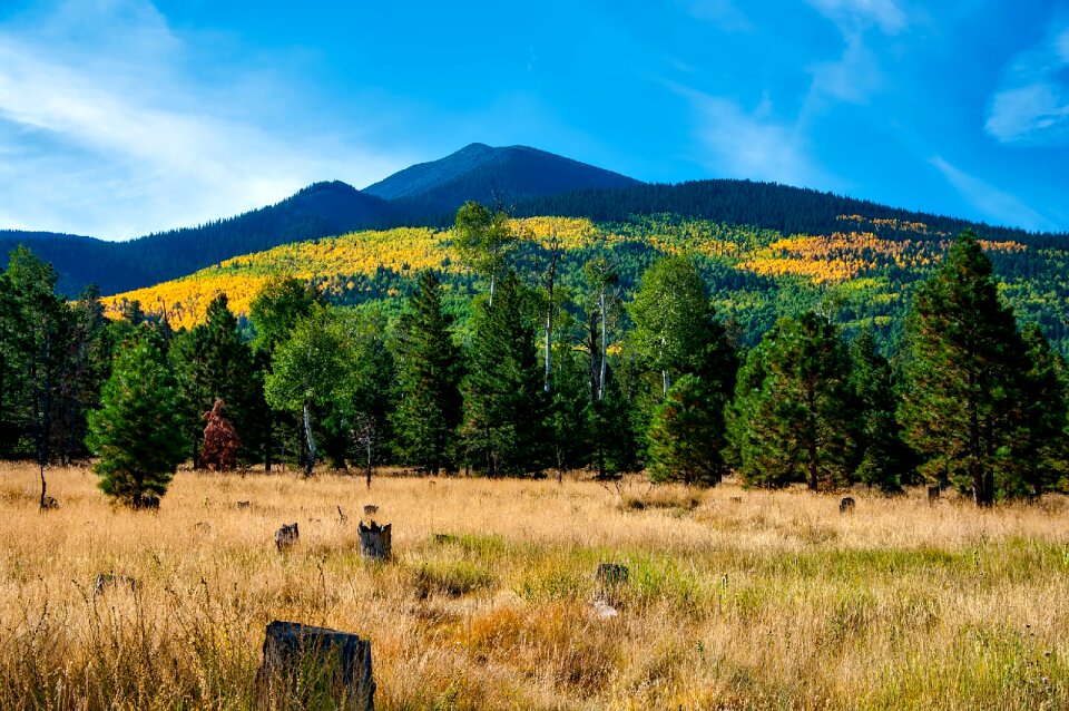 Autumn colorful meadow