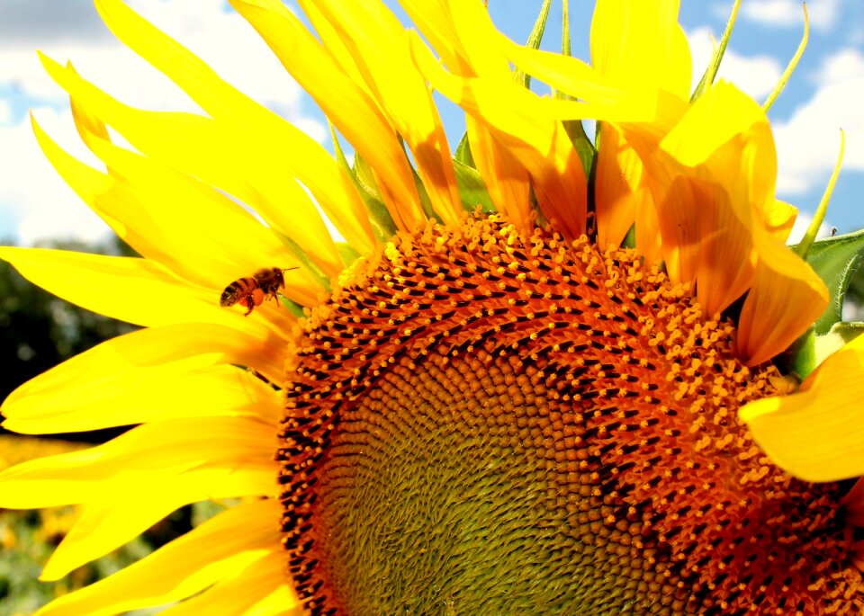 Bee beekeeping yellow