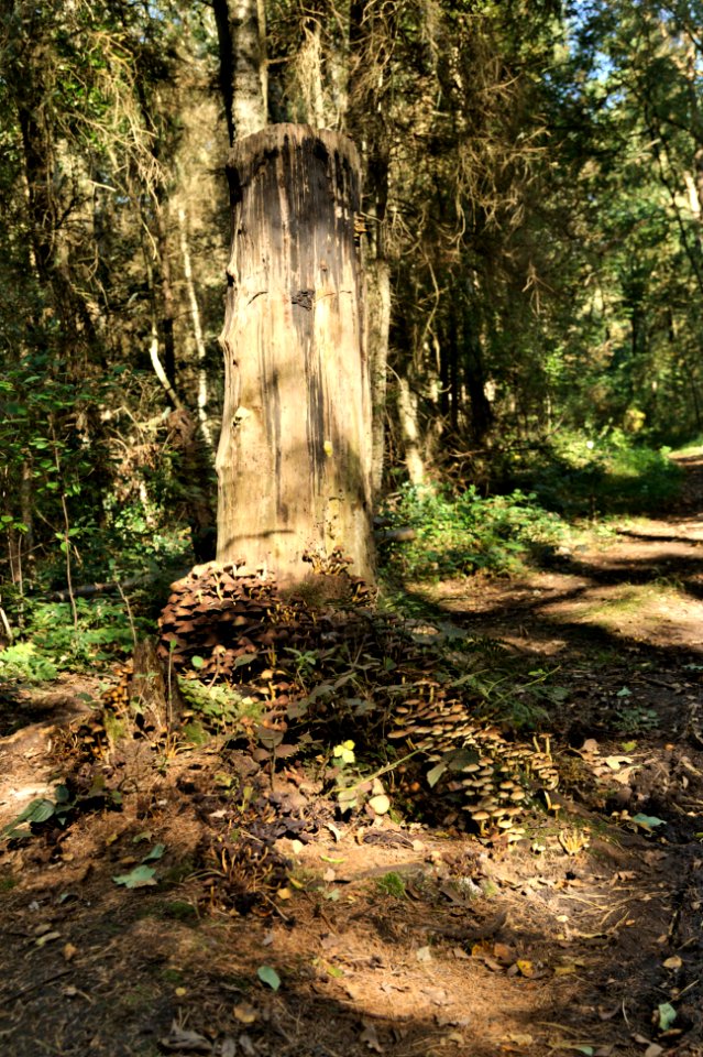 Venner Moor autumn (16)