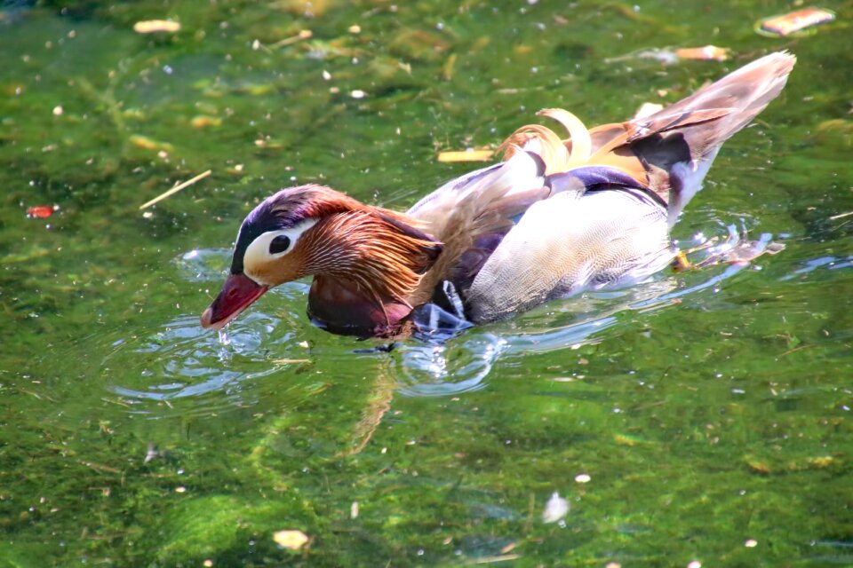 Wildlife nature animal