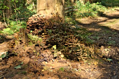 Venner Moor autumn (17)