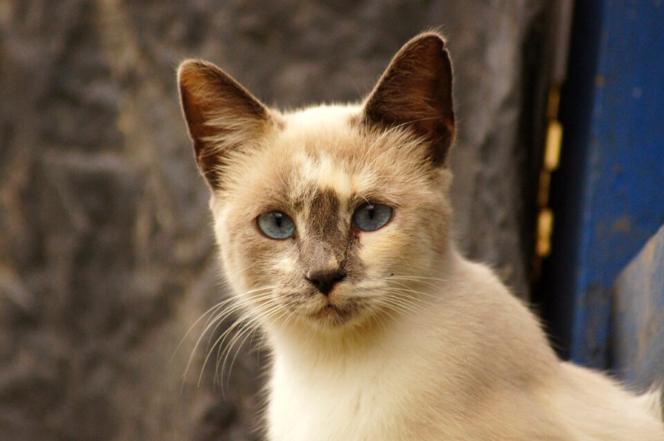 Portrait animal finlandia