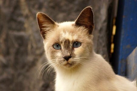 Portrait animal finlandia