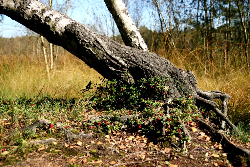 Venner Moor autumn (12)